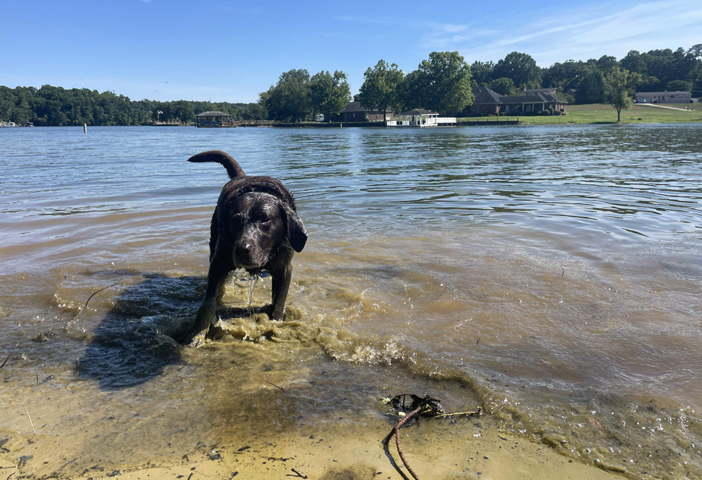 Low Cost Pet Cremation Aquamation Cost