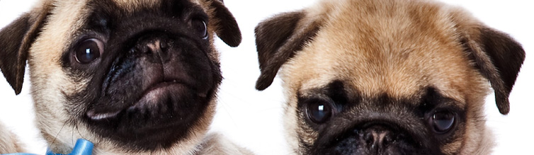 Low Cost Pet Cremation